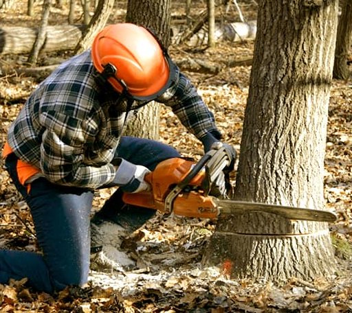 Tree Removal in Williamstown, VT